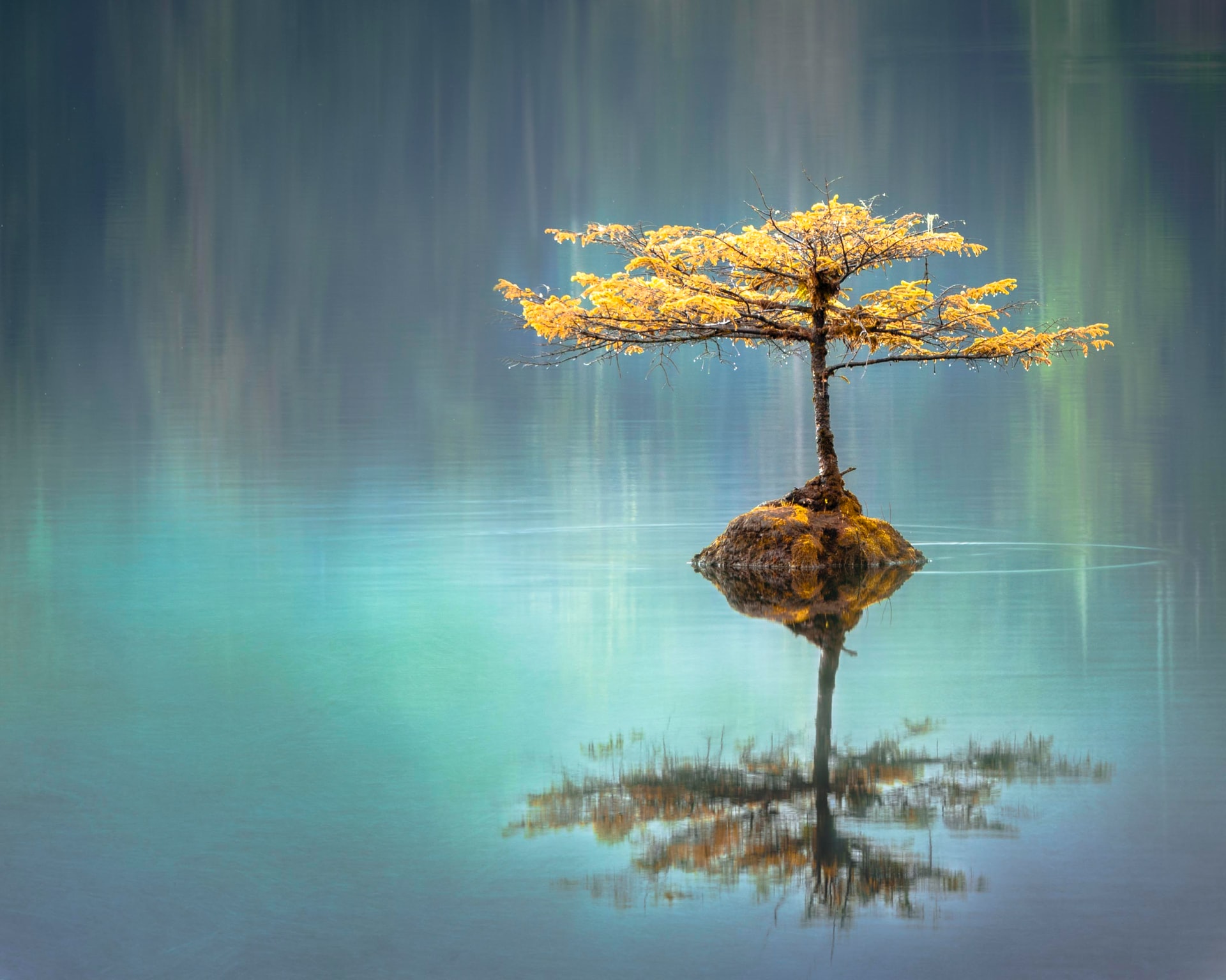 island of a tree